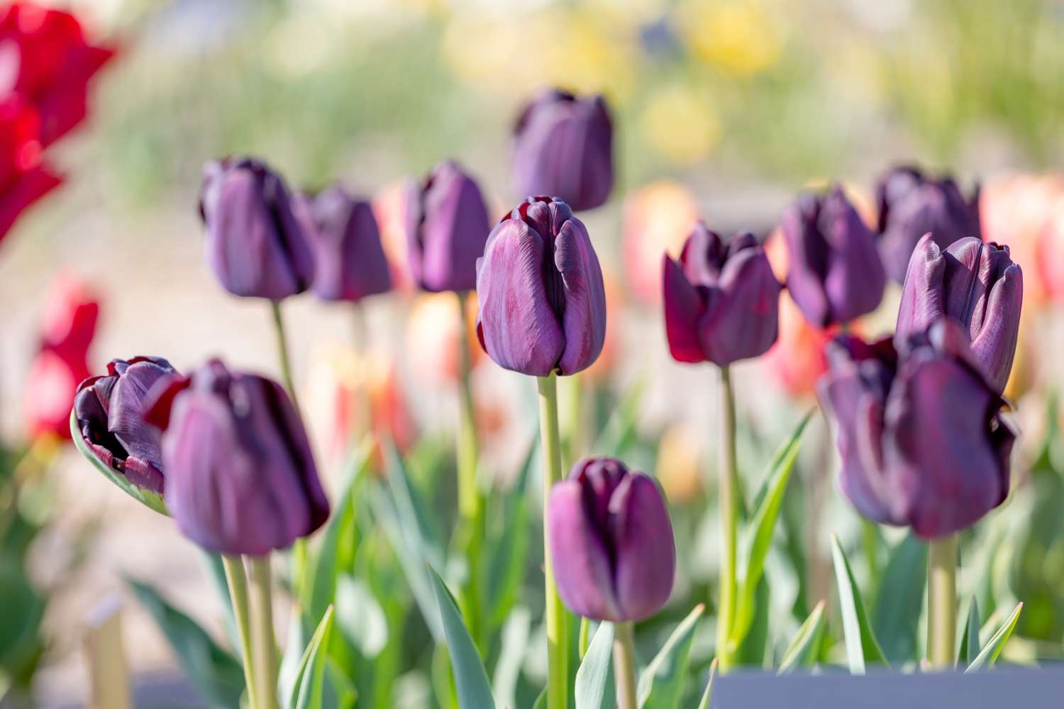 Tulppaani 'Paul Scherer'